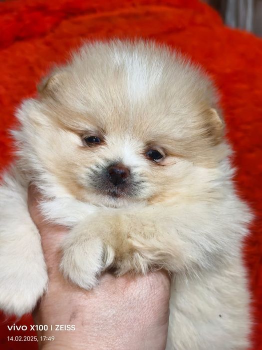 Очаровательные щенки шпица.