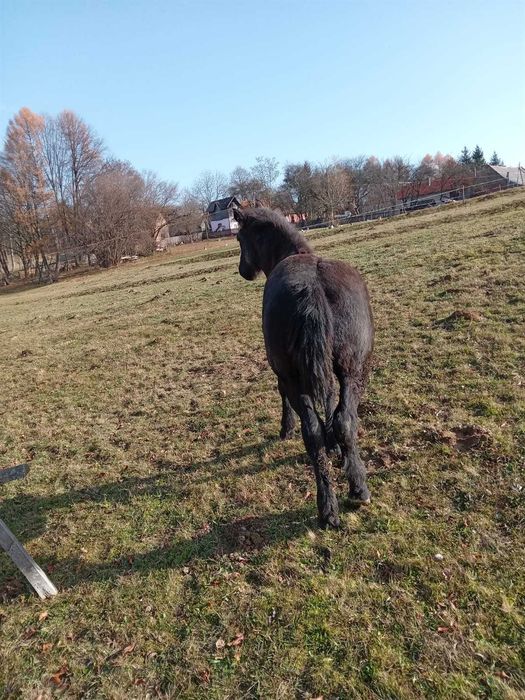 Vand manz negru cu varsta de 5 luni