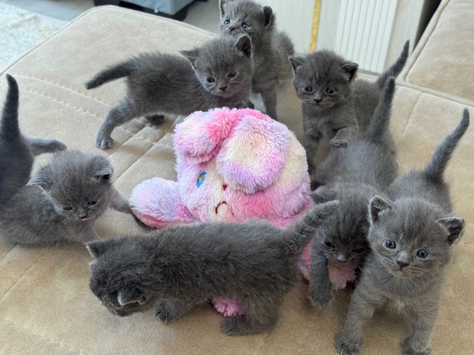 British shorthair