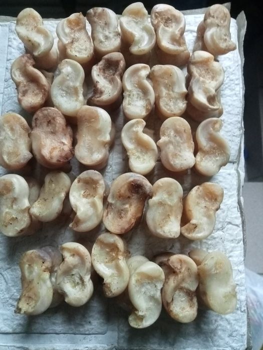 Асыки натуральные. Кости игральные. Чистые, новые, свежие.