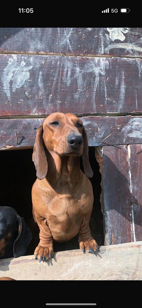 Mascul Teckel cu pedigree import Ungaria