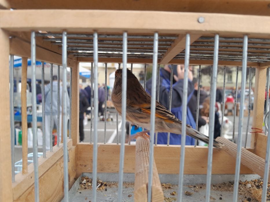 Vand Hibrizi de Canari