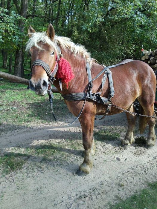 Hărmăsar de vânzare