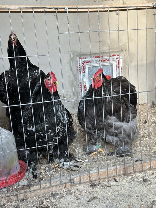 Vand gaini cochinchina urias