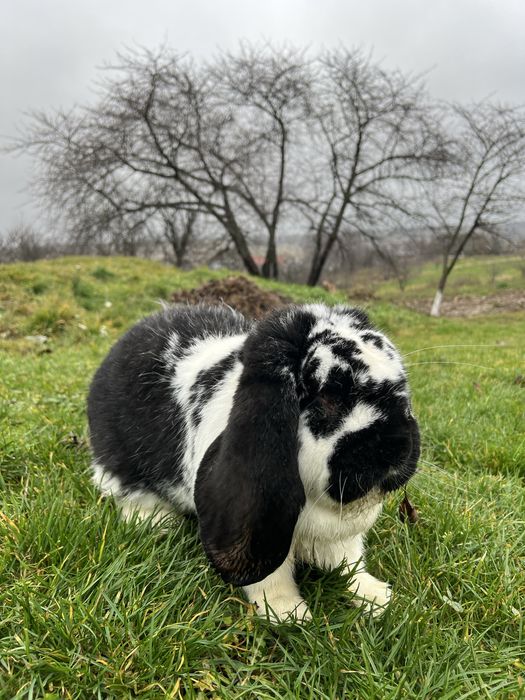 Vand iepure berbec german