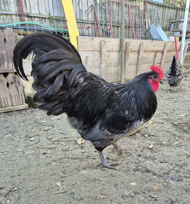 Cocoș Australorp albastru -vand sau schimb