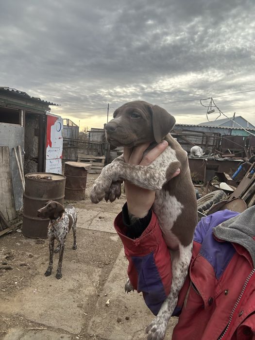 Продам породистых щенят курцхаар