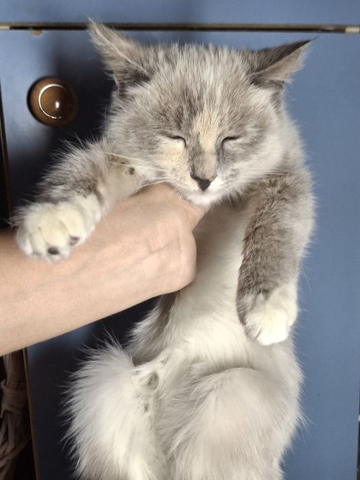 Котик продаётся!!