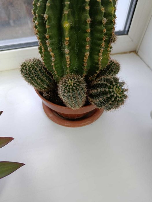 Продаю детки декоративного кактуса!