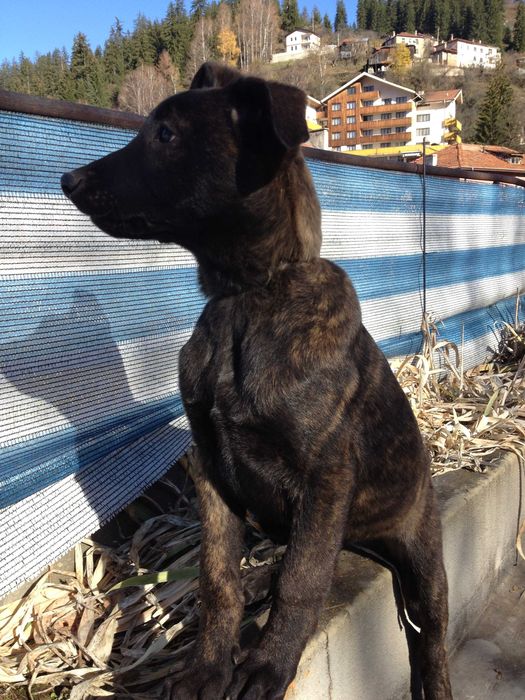 Холандска овчарка – малки кученца