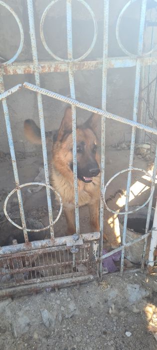 Собака овчарка немецкая