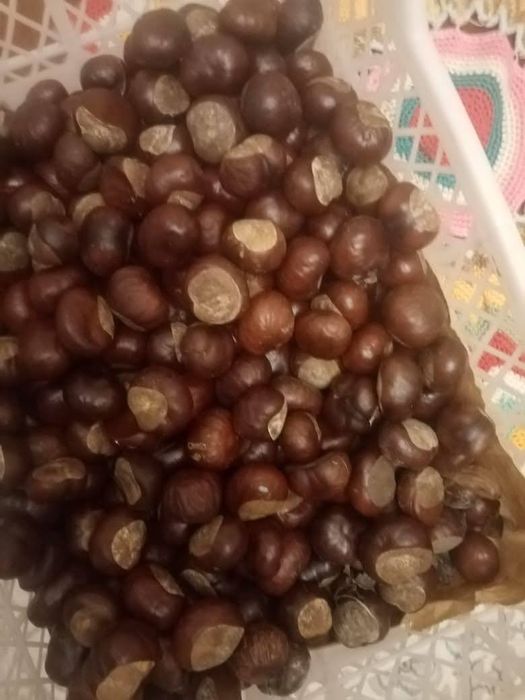 Продам конский  каштан