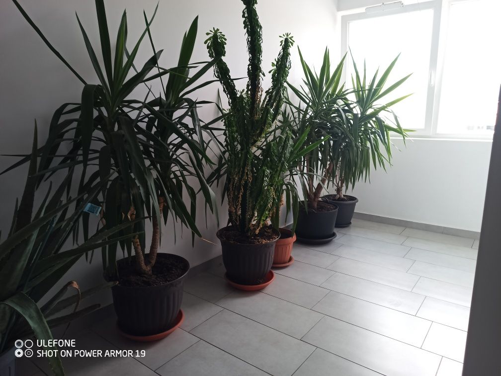 Plante ornamentale yucca și cactus