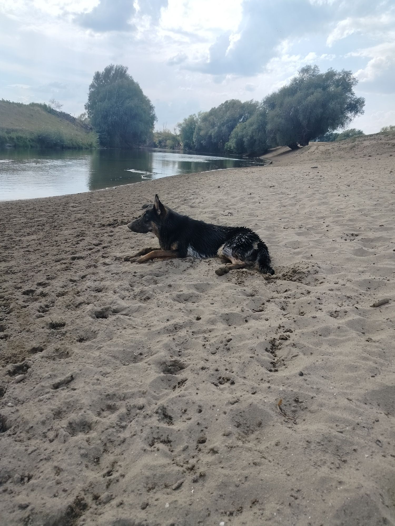 Donez femelă Ciobanesc German