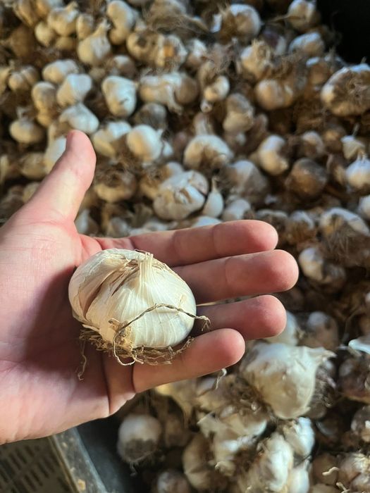 Vând usturoi de toamna