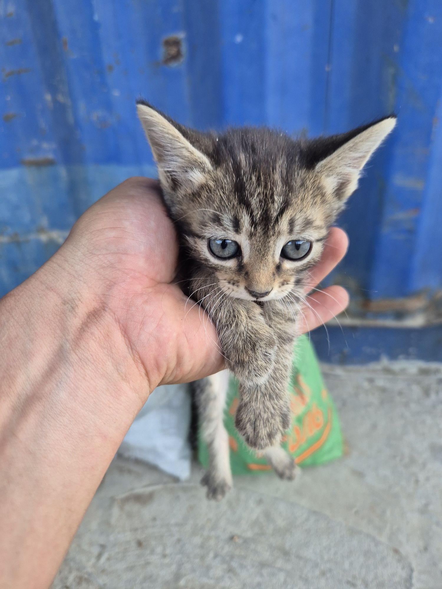 Мысық ,кот ,cat тегін