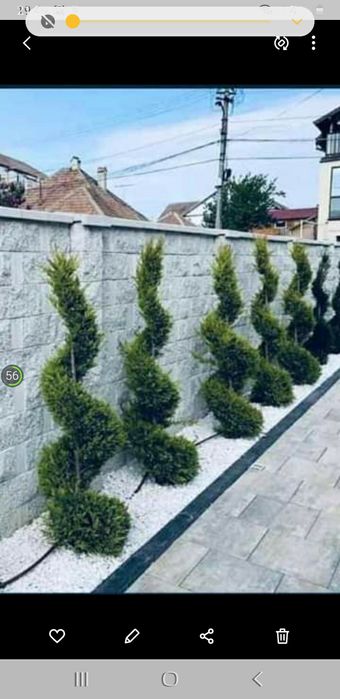 amenajam spați verzi brazi spirale