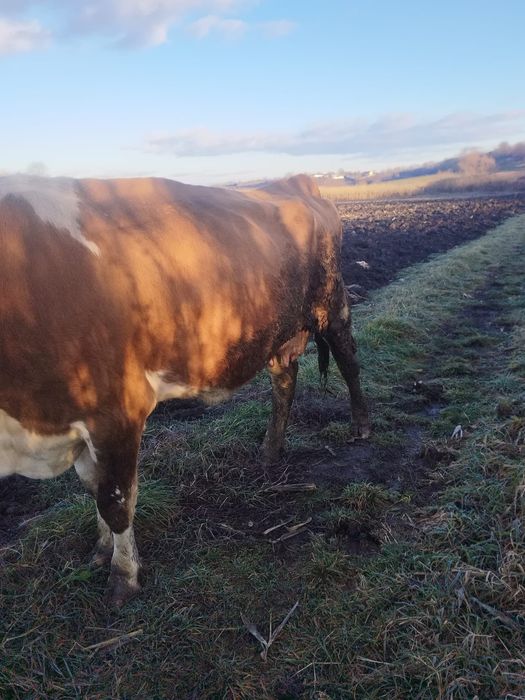 Vând vaca 7 spre 8 ani