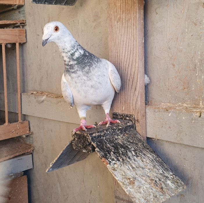 Porumbei fond maraton