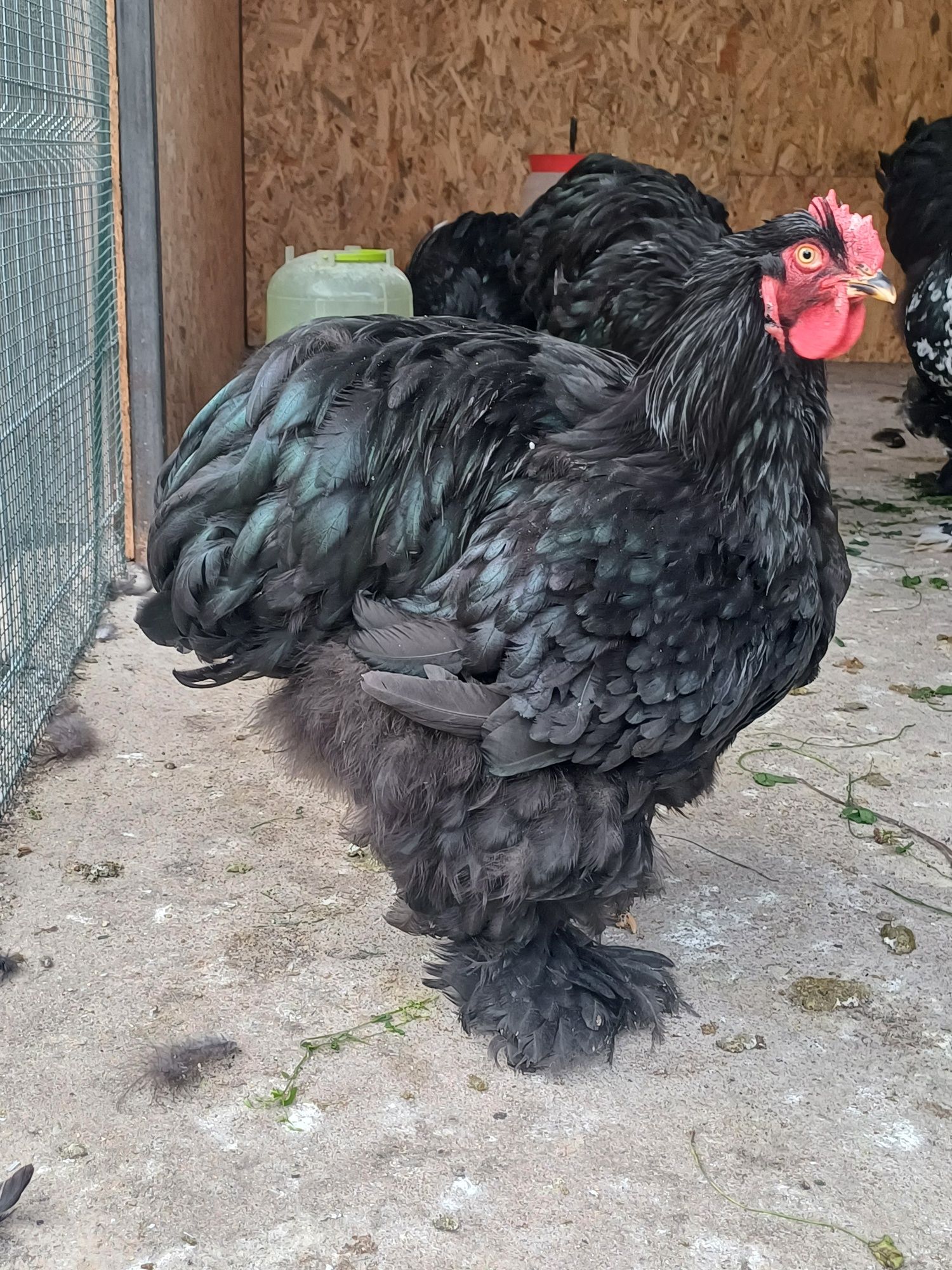 Vând Cocoși Cochinchina