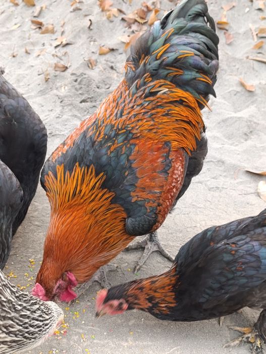 Xo'roz sotiladi 1 ta