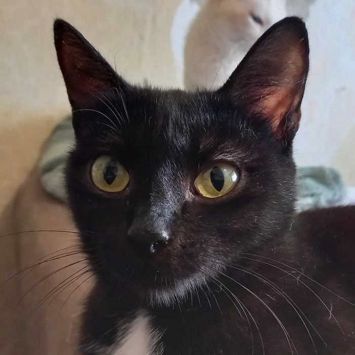 Стерилизованная кошечка Зоя, возраст 1,5 года ищет дом