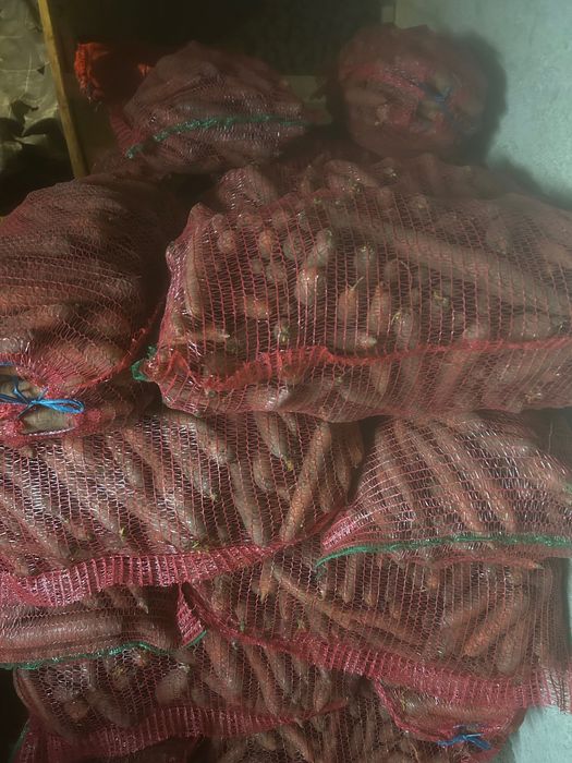 Morcov și sfeclă roșie