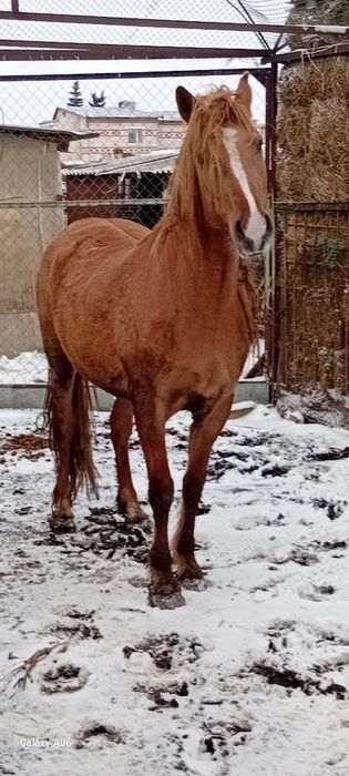 Продаётся кабыла