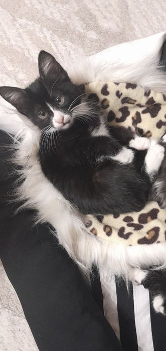 Отдам котёнка в хорошие руки