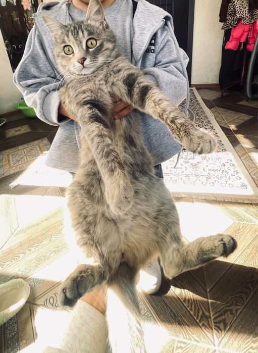 кошка ухоженная