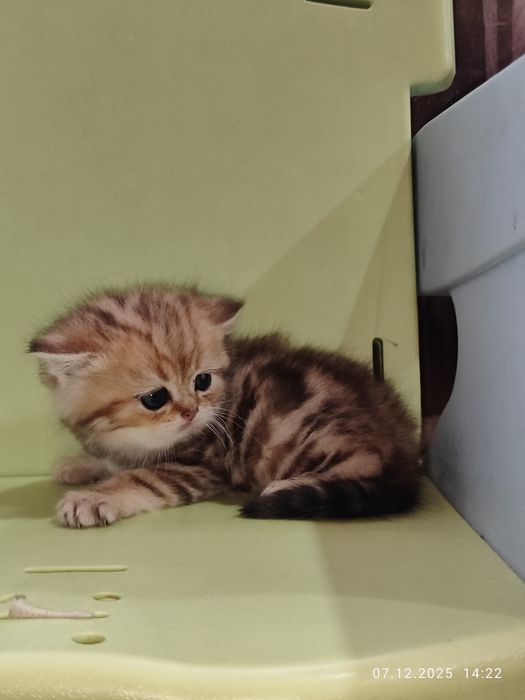 Продается Скоттиш страйт