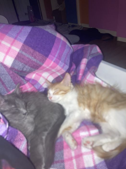 Два котенка, мальчики 5-6 месяцнв