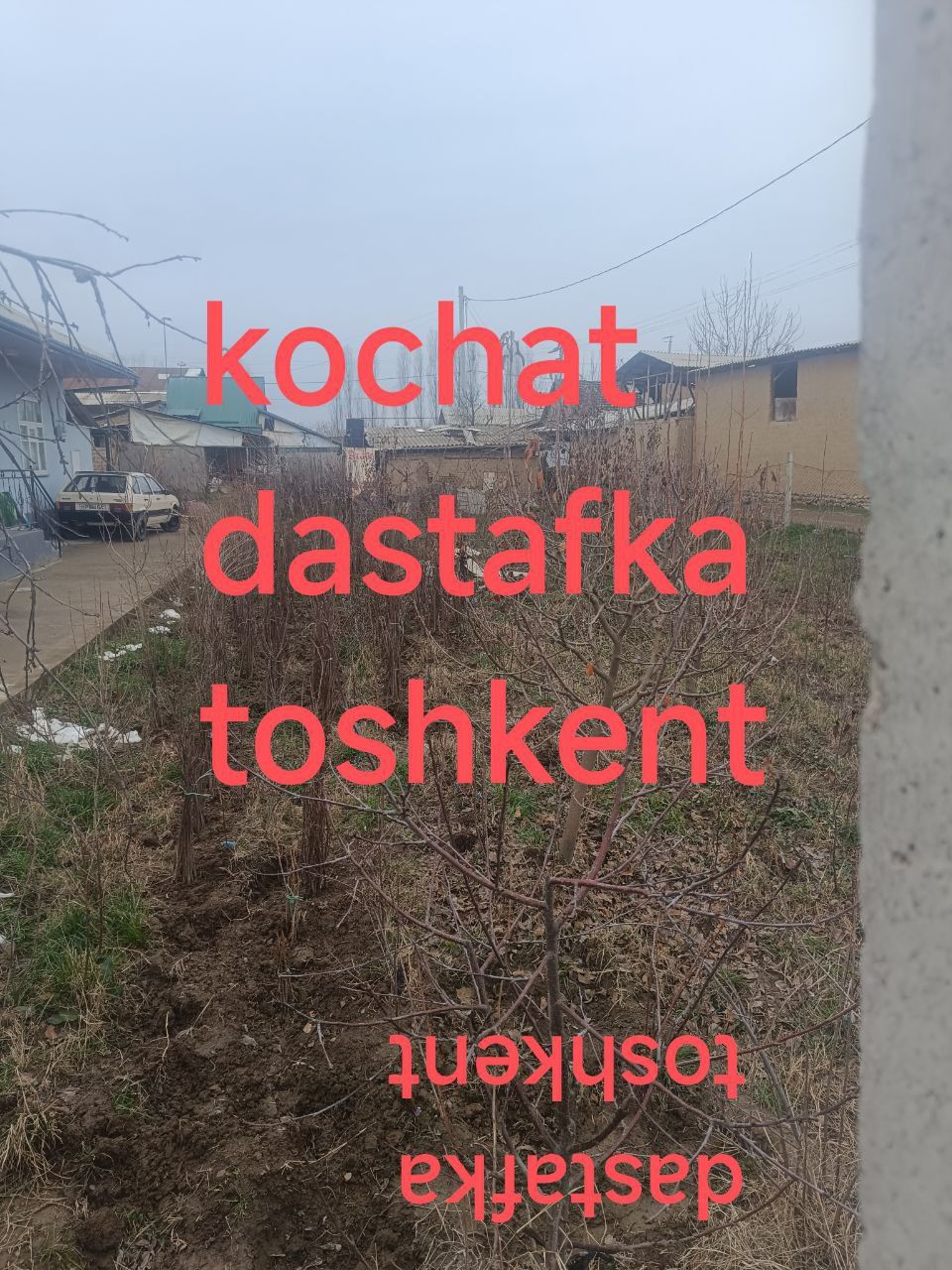 Спилит.деревьев.Богбон.хизмати