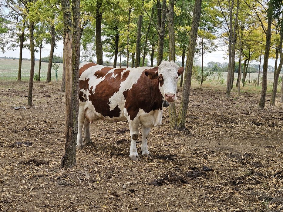 Vaca / vitea Baltata