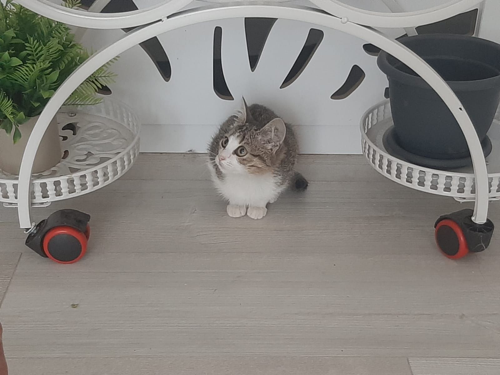 Отдам прекрасных котят
