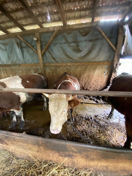 Vând 5 tauri și 2 vaci pt abator