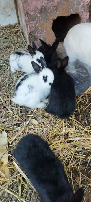 Quyon bolalari sotiladi 1 oylik