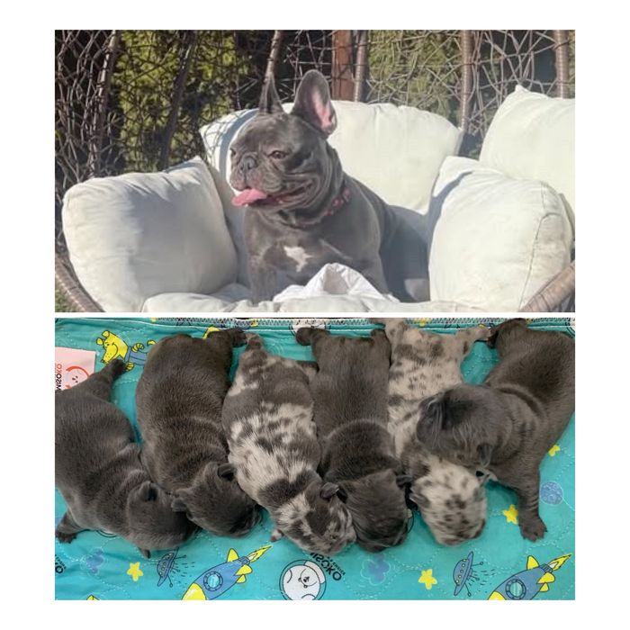 Френски Булдог French Bulldog Blue