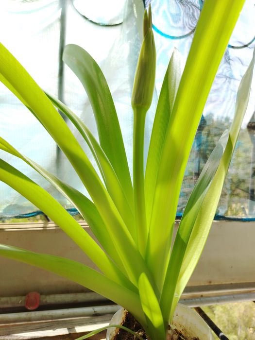 Панкрациум-белая лилия!