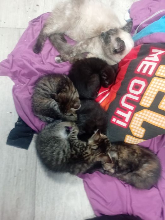 Отдам сиямскую кошку и котята.