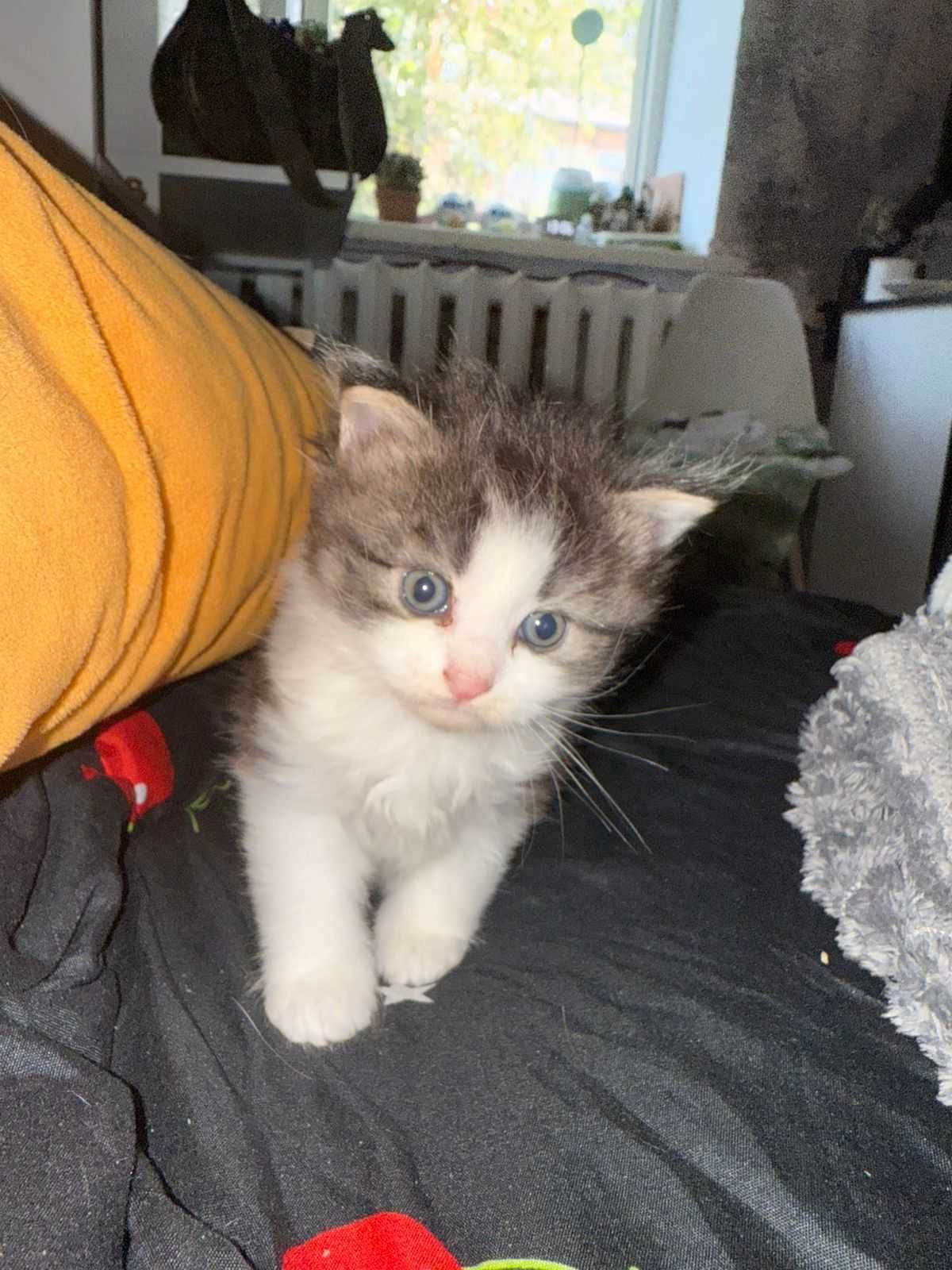 Домашние коты и котята