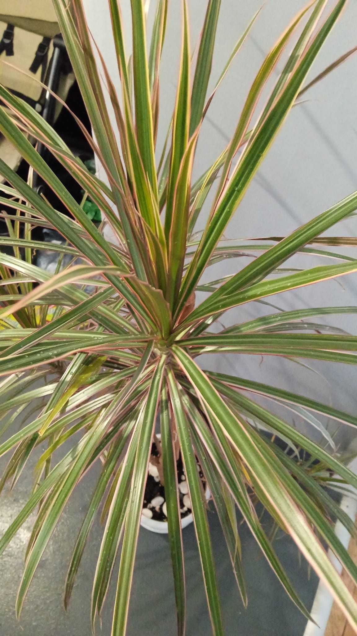 planta naturala Dracaena  Planta de apartament  planta decorativa mare