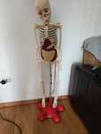 Schelet anatomic