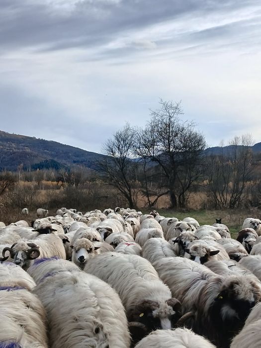 Vând oi tinere, miori și strămiori!