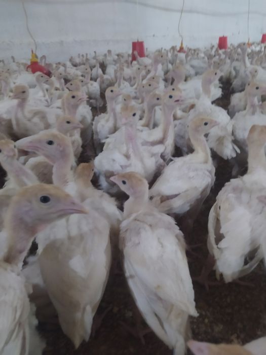 Big 6 kurka joʻjasiga zakaz olamiz soni cheklanmagan miqdorda