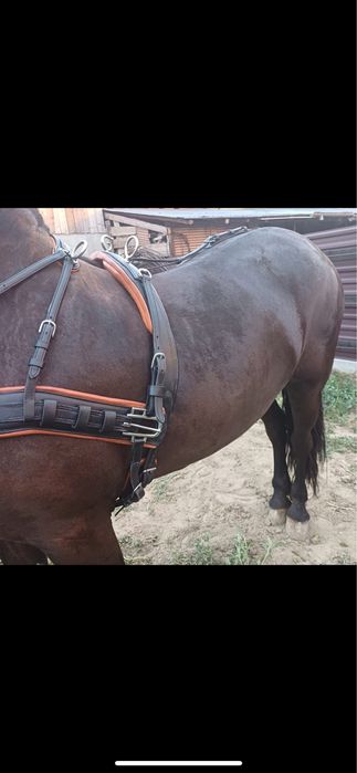 Vand  pereche hamuri trasura /maraton