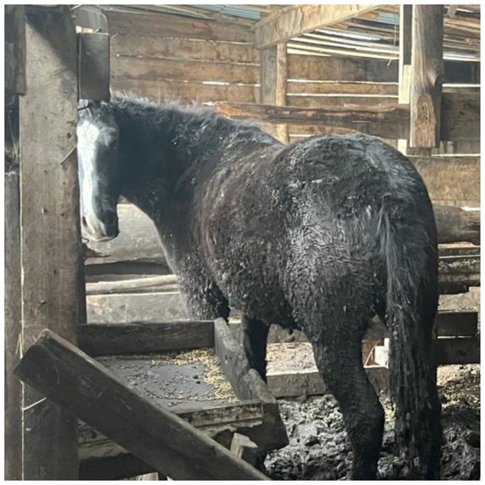 Продам готовый соғым