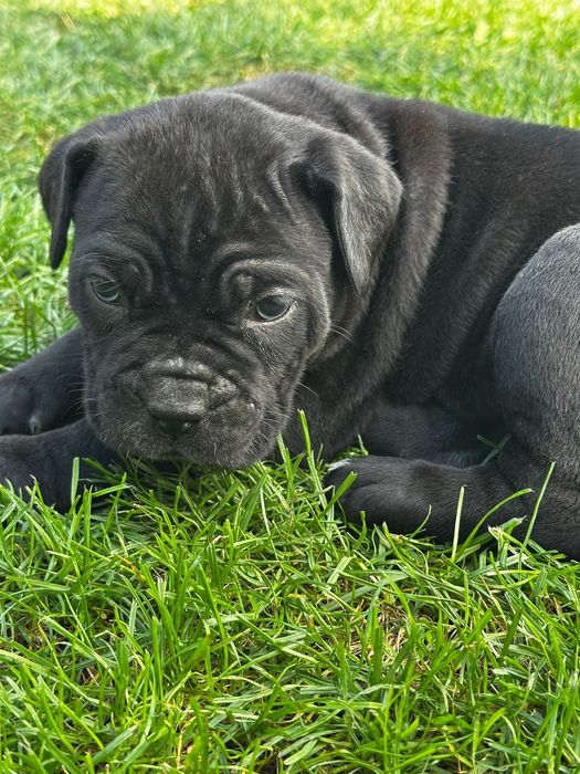 Femele cane corso