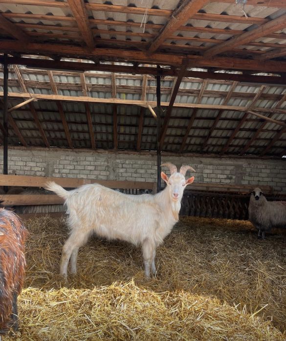 Țap de vânzare, rasa saanen