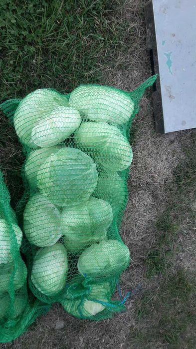 Varza plata pentru muraturi, dovleac de copt si usturoi
